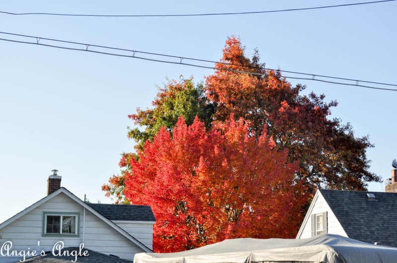 2017 Catch the Moment 365 Week 43 - Day 299 - Fall Tree