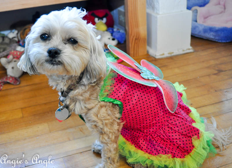 2017 Catch the Moment 365 Week 44 - Day 302 - Fairy Roxy