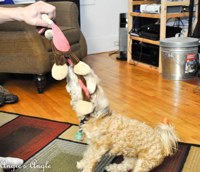 2017 Catch the Moment 365 Week 44 - Day 306 - Monkey Dino Time