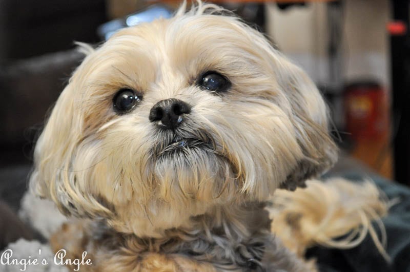 2017 Catch the Moment 365 Week 44 - Day 307 - Roxy Face