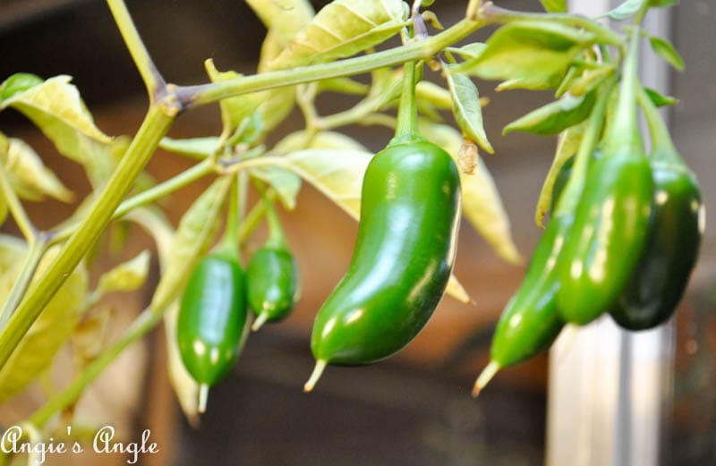 2017 Catch the Moment 365 Week 44 - Day 308 - Jalapenos