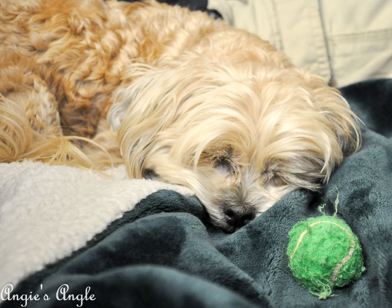 2017 Catch the Moment 365 Week 45 - Day 312 - A girl and her ball