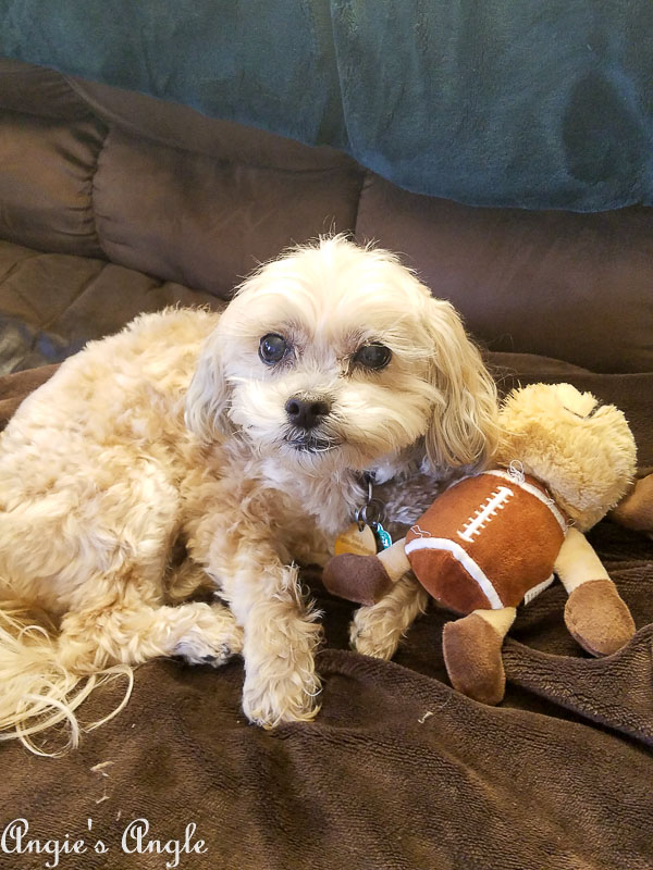 2017 Catch the Moment 365 Week 46 - Day 320 - Roxy and Football Guy