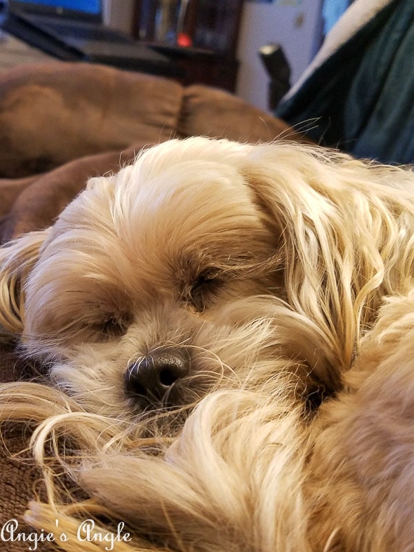 2017 Catch the Moment 365 Week 47 - Day 326 - Curled up Roxy