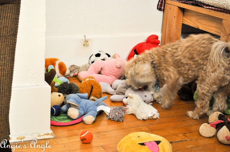 2017 Catch the Moment 365 Week 48 - Day 331 - Roxy Digging Into Her Toys