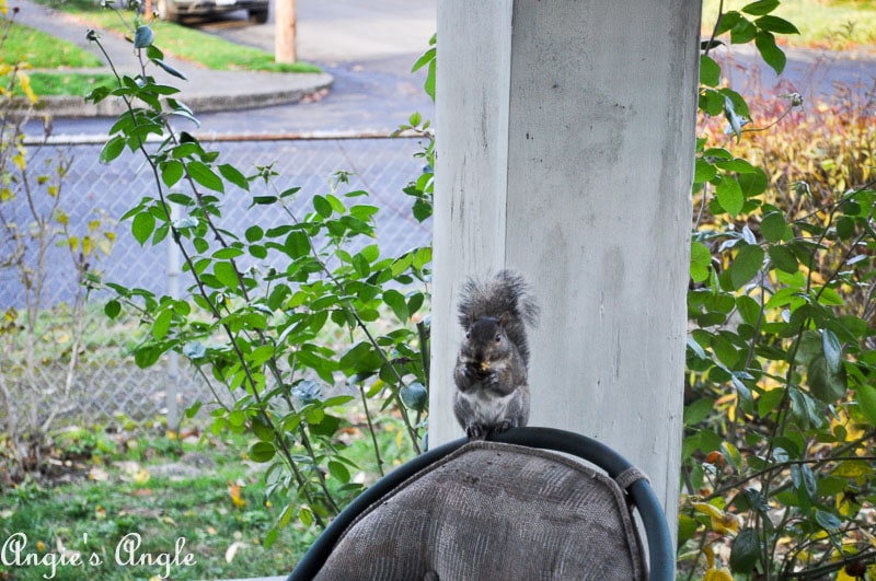 2017 Catch the Moment 365 Week 48 - Day 333 - Squirrel Taking a Seat