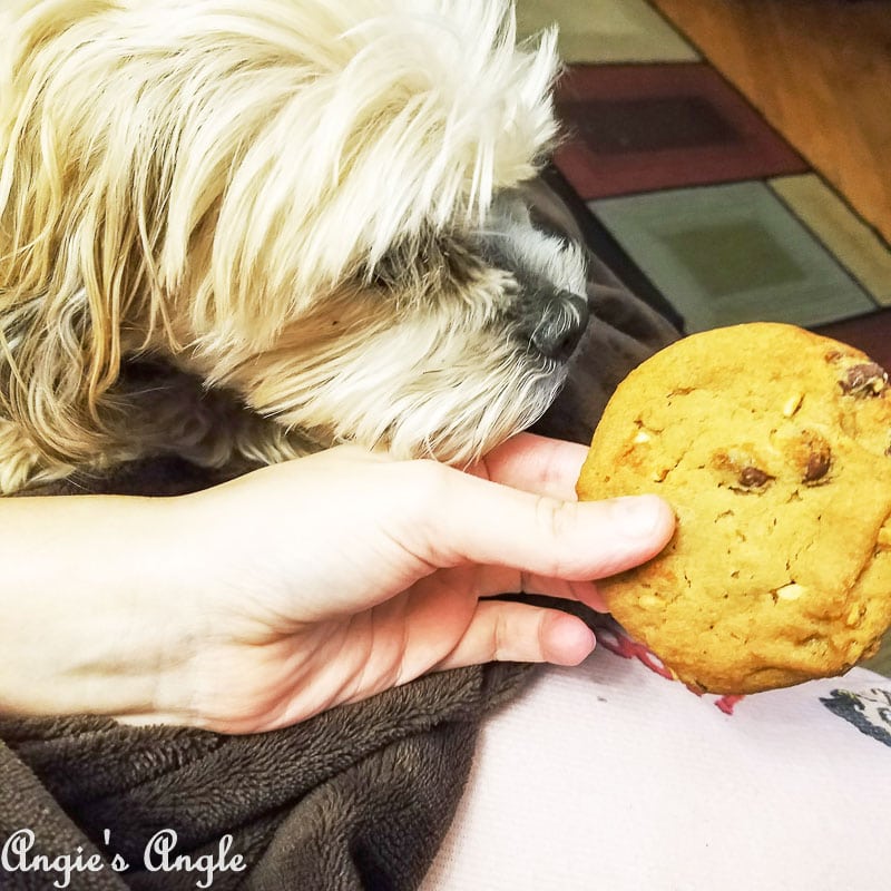 2017 Catch the Moment 365 Week 49 - Day 338 - Daily Prompt Cookie