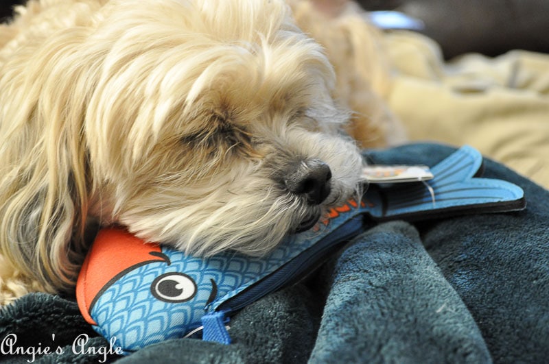 2017 Catch the Moment 365 Week 49 - Day 342 - Roxy using Happy Salmon