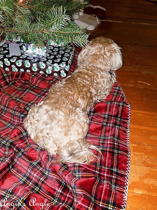 2017 Catch the Moment 365 Week 50 - Day 334 - Roxys Favorite Spot