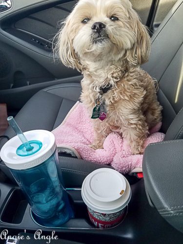 2017 Catch the Moment 365 Week 50 - Day 338 - Roxy Wanting my Coffee