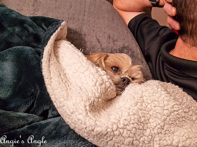 2017 Catch the Moment 365 - Week 52 - Day 352 - Cuddled Roxy