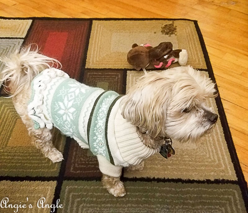 2018 Catch the Moment 365 Week 1 - Day 3 - Roxy in Sweater