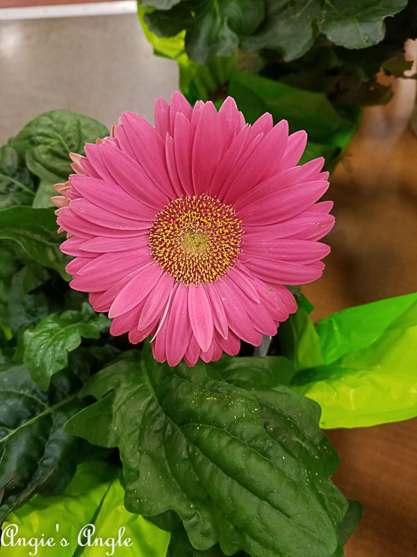 2018 Catch the Moment 365 Week 3 - Day 21 - Pretty Flower at Fred Meyer