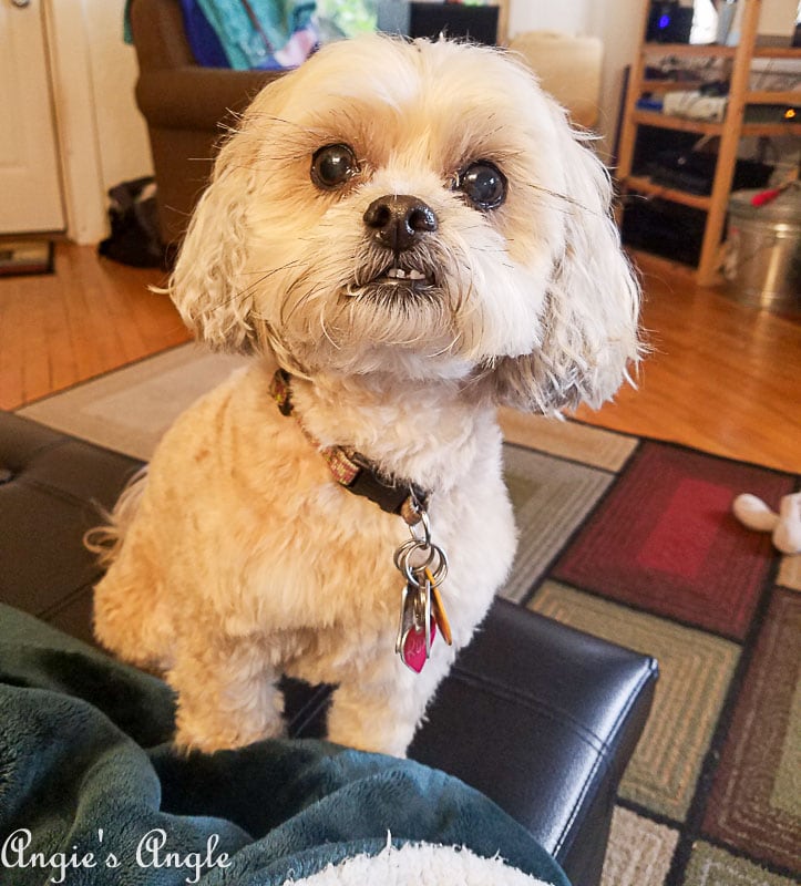 2018 Catch the Moment 365 Week 4 - Day 24 - Roxy Watching Me