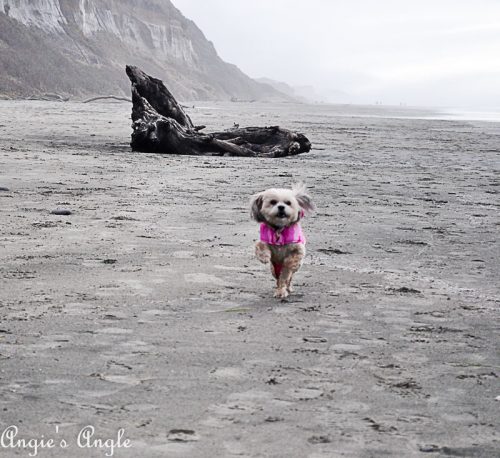 2018 Catch the Moment 365 Week 5 - Day 34 - Roxy Running Free on Beach