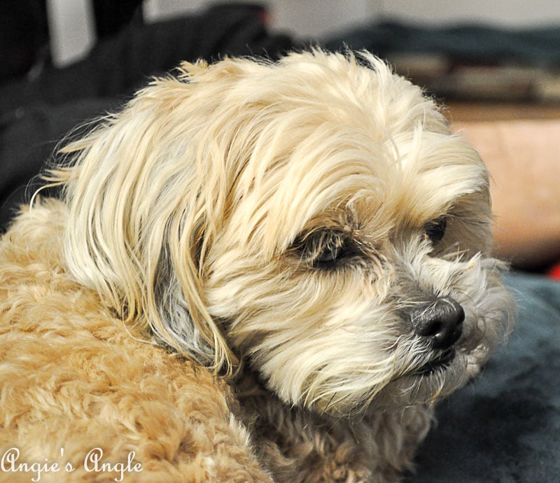 2018 Catch the Moment 365 Week 7 - Day 44 - Roxy Not Playing