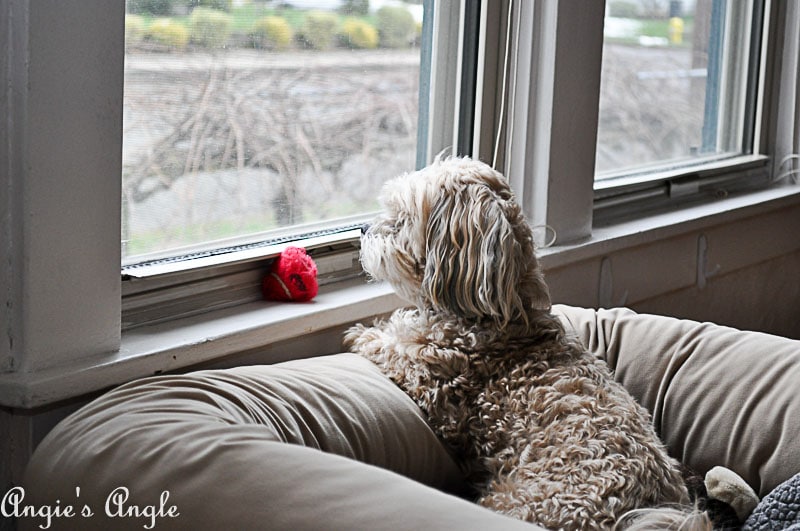 2018 Catch the Moment 365 Week 8 - Day 54 - Watching the World Go By