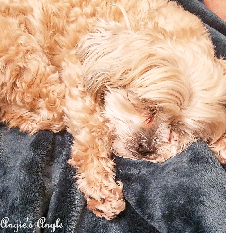 2018 Catch the Moment 365 Week 12 - Day 79 - Sleepy Roxy