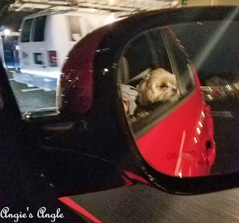 2018 Catch the Moment 365 Week 13 - Day 86 - Roxy Hanging