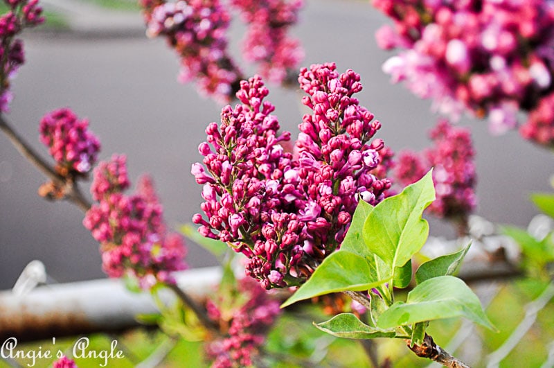 2018 Catch the Moment 365 Week 16 - Day 106 - Lilacs Blooming