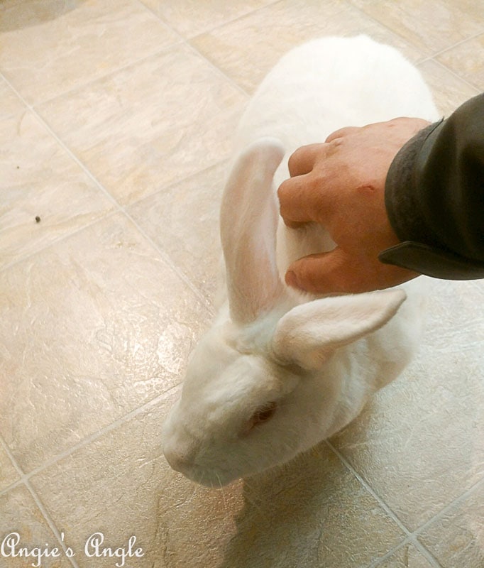 2018 Catch the Moment 365 Week 16 - Day 107 - Jasons Pet Bunny at Work