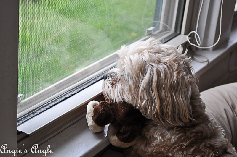 2018 Catch the Moment 365 Week 16 - Day 108 - Roxy and Monkey