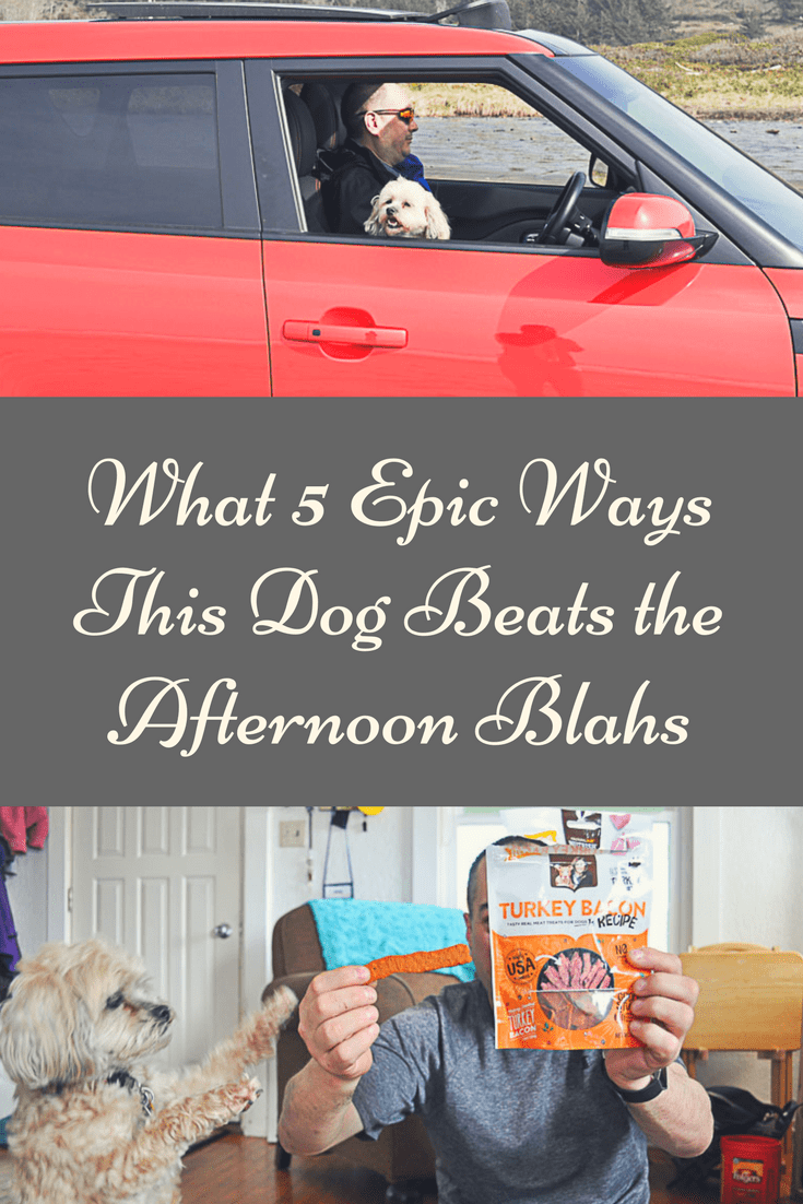 What 5 Epic Ways This Dog Beats the Afternoon Blahs