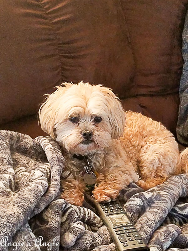 2018 Catch the Moment 365 Week 18 - Day 124 - Roxy says its her remote