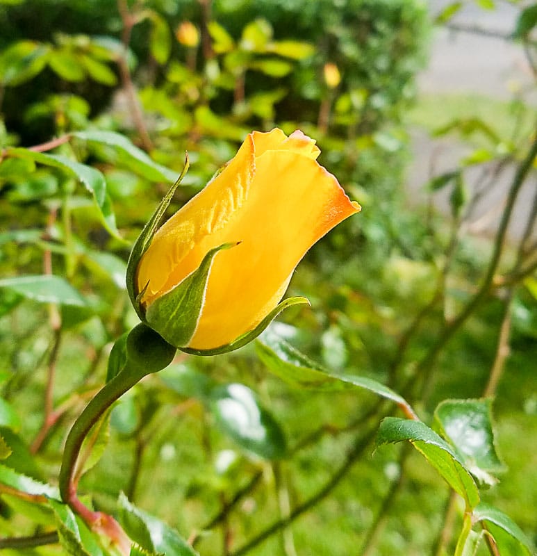 2018 Catch the Moment 365 Week 19 - Day 127 - Yellow Rose Bloom