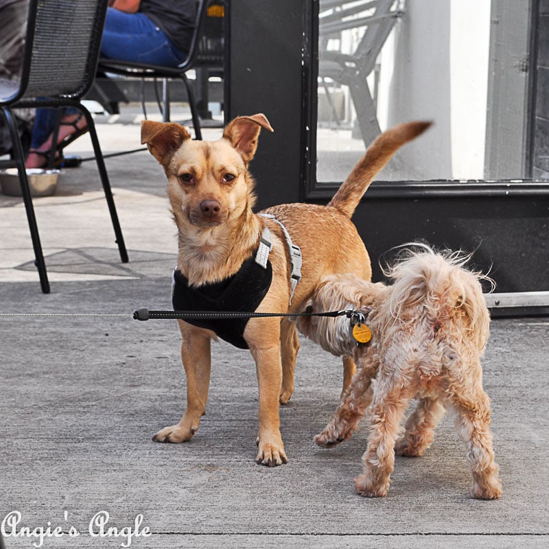 2018 Catch the Moment 365 Week 20 - Day 139 - Roxy Making Friends