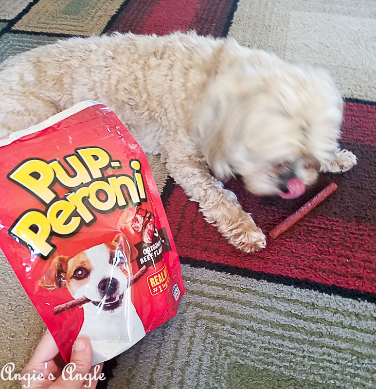 2018 Catch the Moment 365 Week 21 - Day 142 - Puperoni and Roxy