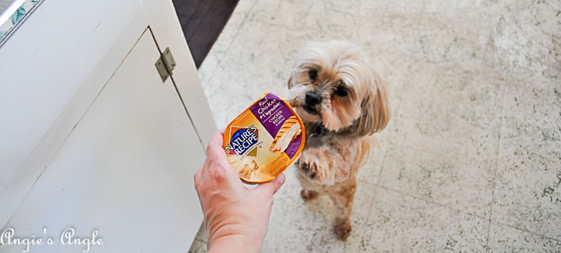 2018 Catch the Moment 365 Week 22 - Day 153 - Roxy Begging