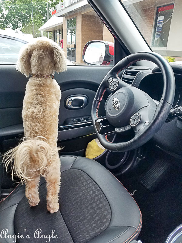 2018 Catch the Moment 365 Week 24 - Day 166 - Roxy and the Kia Soul