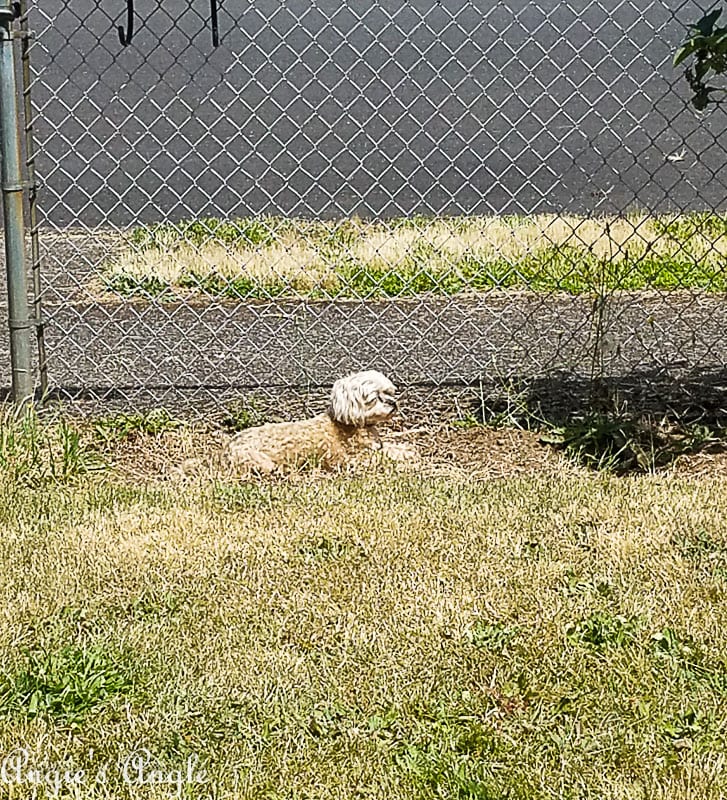 2018 Catch the Moment 365 Week 25 - Day 170 -Sun Bathing in the Dirt