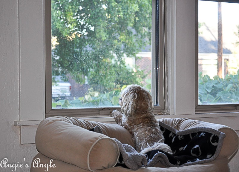 2018 Catch the Moment 365 Week 26 - Day 176 - Roxy on Watch