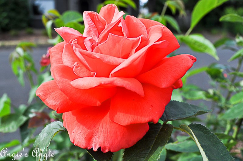 2018 Catch the Moment 365 Week 26 - Day 178 - Rose in Bloom