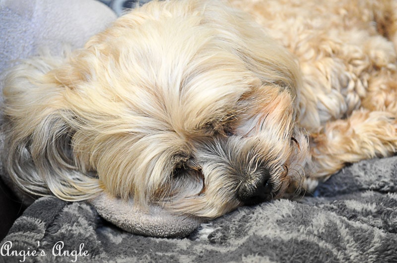 2018 Catch the Moment 365 Week 28 - Day 191 - Curled Roxy