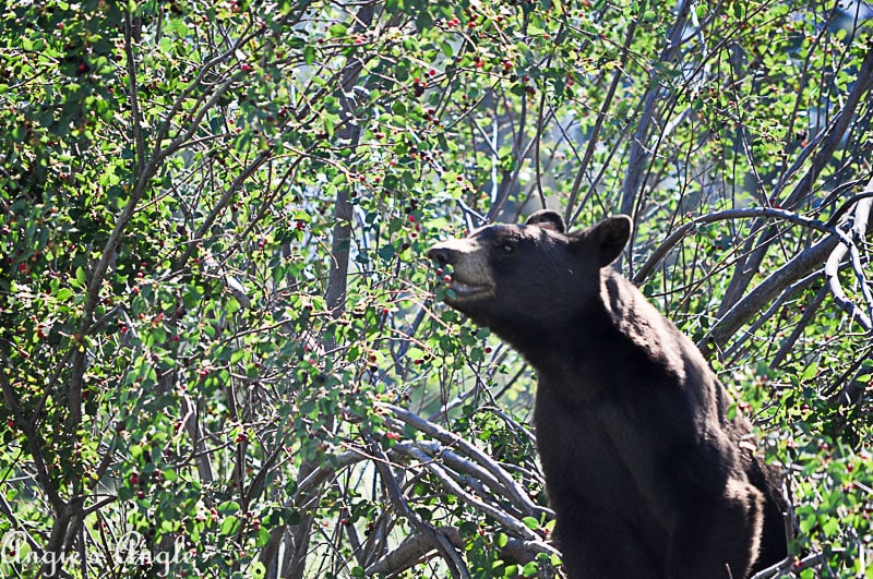 2018 Catch the Moment 365 Week 28 - Day 195 - Bear at Bison Range