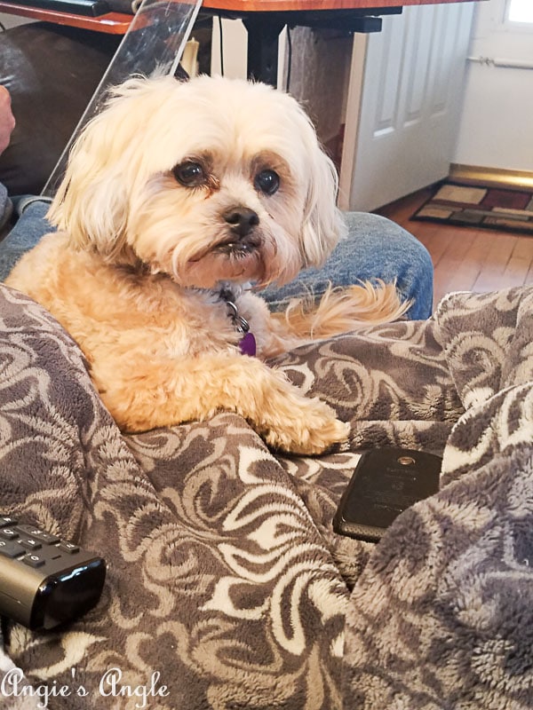 2018 Catch the Moment 365 Week 34 - Day 237 - Roxy the Look