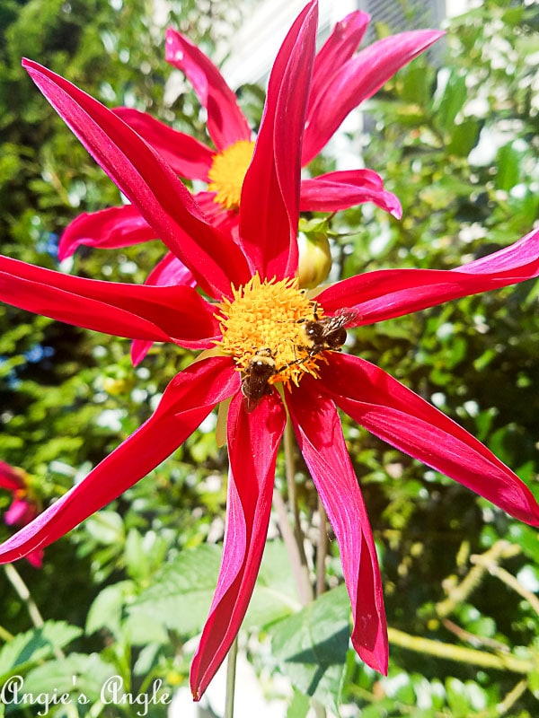 2018 Catch the Moment 365 Week 35 - Day 239 - Two Bees in Flower