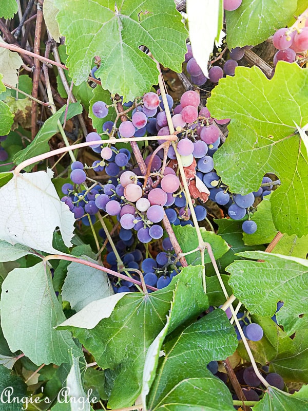 2018 Catch the Moment 365 Week 36 - Day 252 - Homegrown Grapes