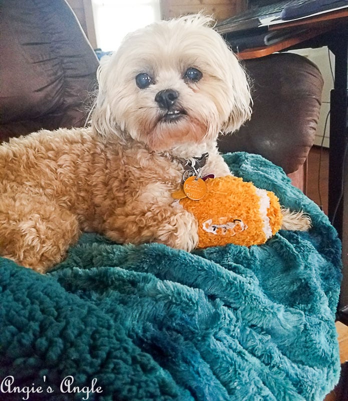 2018 Catch the Moment 365 Week 37 - Day 253 - Football Roxy