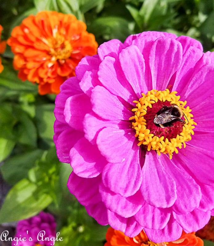 2018 Catch the Moment 365 Week 37 - Day 254 - Flower Find