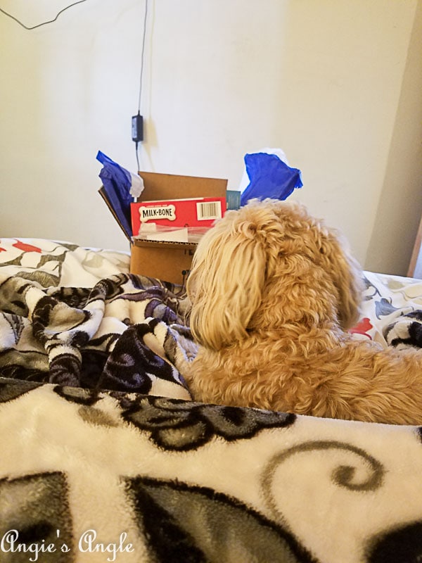 2018 Catch the Moment 365 Week 38 - Day 265 - Roxy Gets Mail