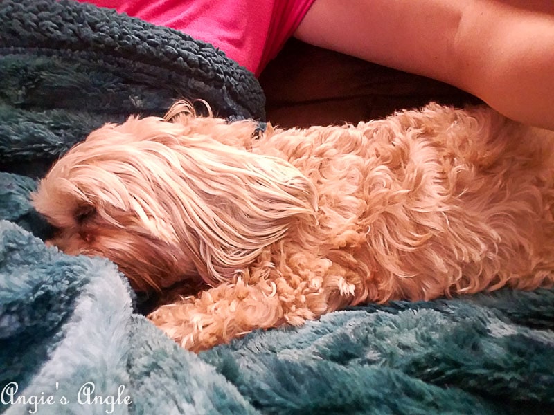 2018 Catch the Moment 365 Week 38 - Day 266 - Evening Cuddles