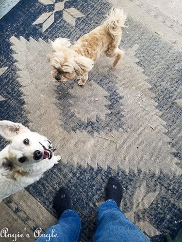 2018 Catch the Moment 365 Week 39 - Day 272 - Roxy and Sam Playdate