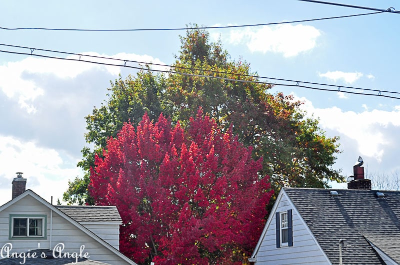 2018 Catch the Moment 365 Week 40 - Day 277 - Fall Color