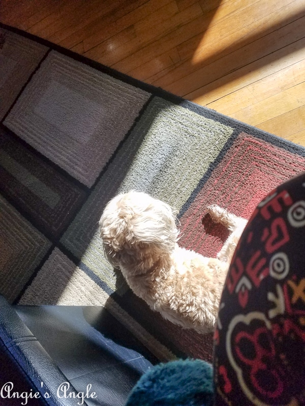 2018 Catch the Moment 365 Week 41 - Day 284 - Sun Bathing Roxy