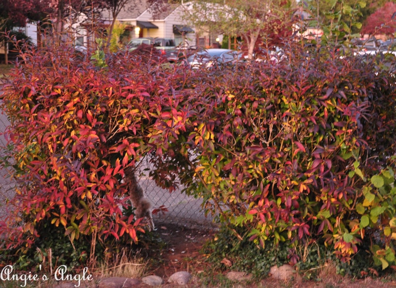 2018 Catch the Moment 365 Week 42 - Day 291 - Roxys Princess Castle in Fall