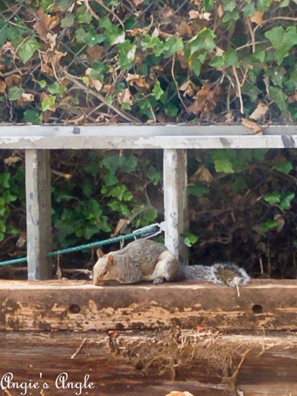 Save a Squirrel (4)